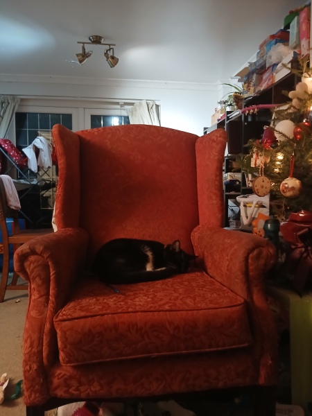 One cat died, how to help the other?