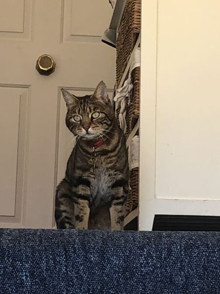 To really like tabby cats
