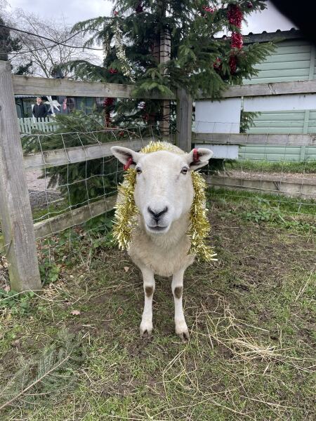 The Nigel Slater Christmas Chronicles readalong 2025 - Part 2