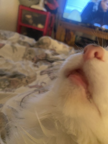 How do you “manhandle” your cat?
