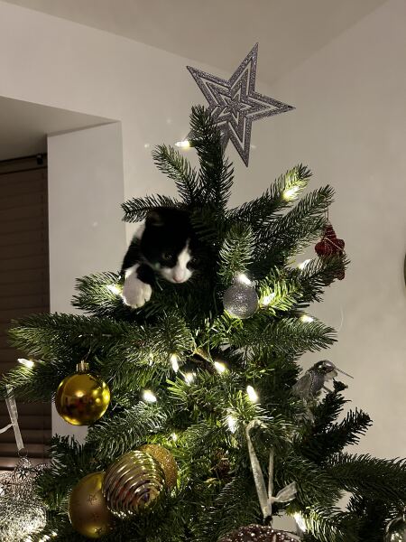 Is there a way to deter my cat from climbing and lying in my Christmas tree?!