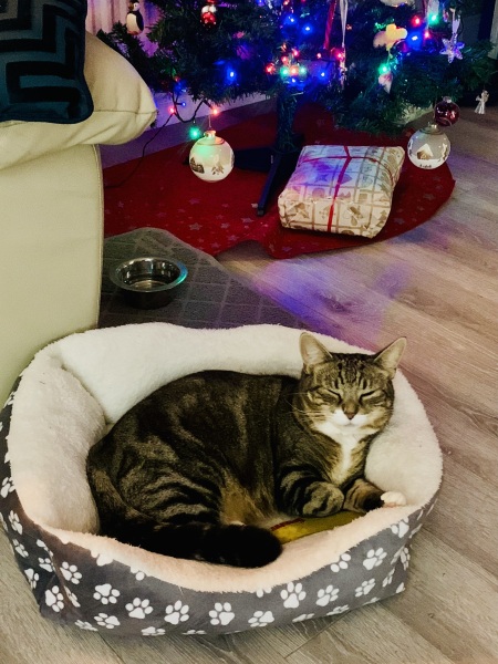 To really like tabby cats