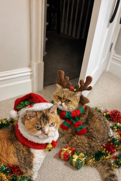 Happy Christmas from Penelope