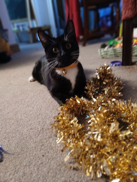 One cat died, how to help the other?