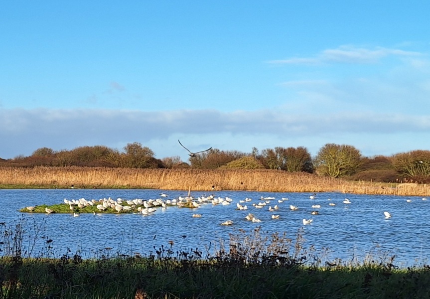 The Nigel Slater Christmas Chronicles readalong 2025 - Part 2