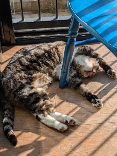 To really like tabby cats