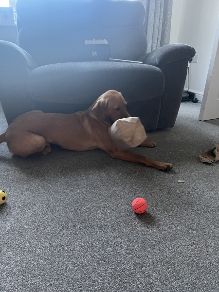 Puppy Survival Thread Autumn 2025 - all welcome!