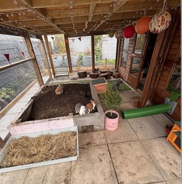 TRAs online attack on a bunny rescue