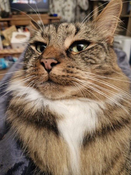 To really like tabby cats