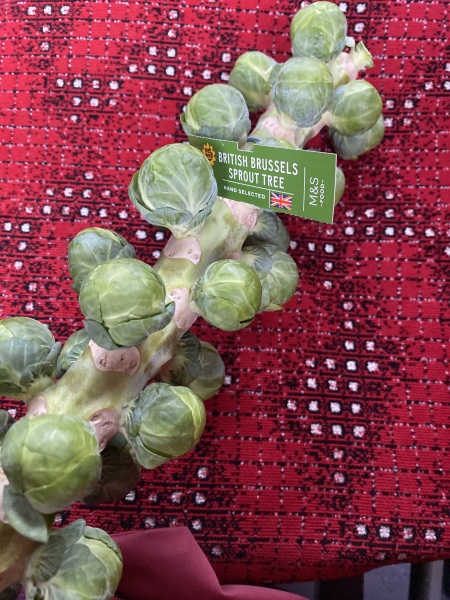 Poncetastic Christmas 2025