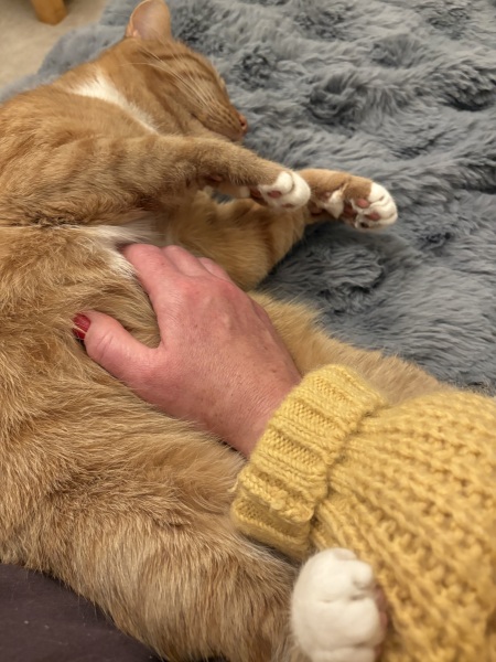 Where to find a new kitten?