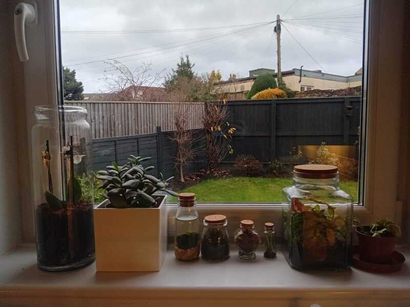 Anyone else like weird houseplants?  Esp stuff in jars! Terrarium, water plants and moss!