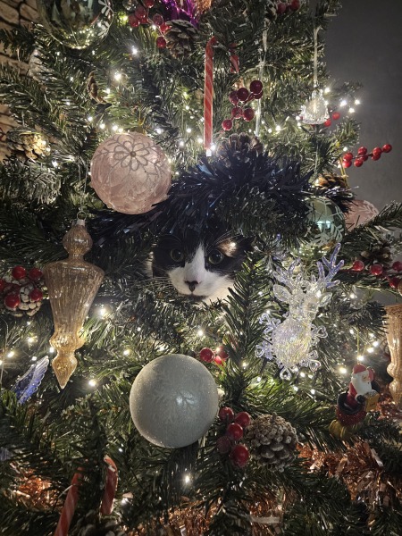 Poncetastic Christmas 2025