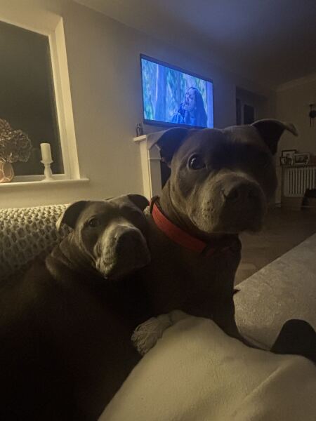 Show cocker or staffie?