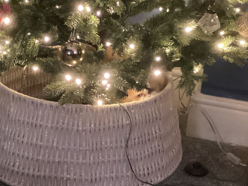 Thread 40 Starmer: Prettig Kerstfeest, Nollaig Shona, Hyvää Joulua, Nadolig Llawen ,圣诞快乐, God Jul, Feliz Navidad, Bouan Noué, Nollaig Chridheil.