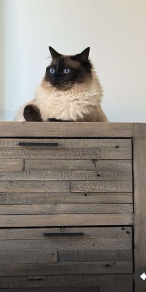 Advice regarding ragdoll kittens diets