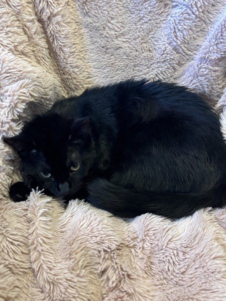 Moving from sachets to tinned food