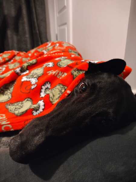 Adopted dogs first Christmas at home - who’s joining?