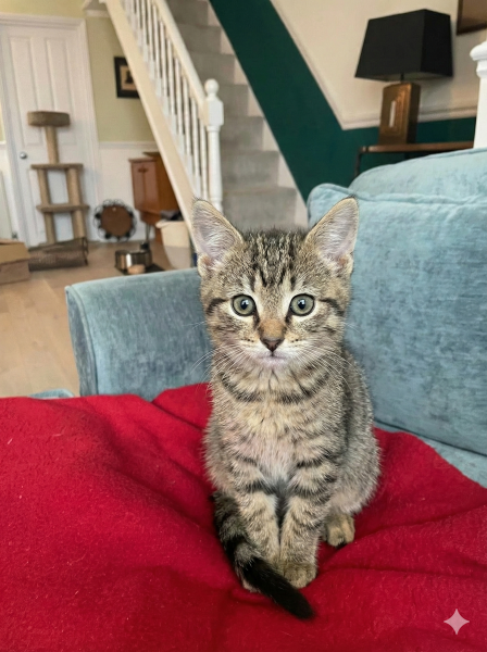 Does anyone else who's adopted adult cats try and find pictures that look like your cat as a kitten? 😆