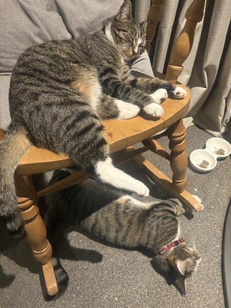 To really like tabby cats