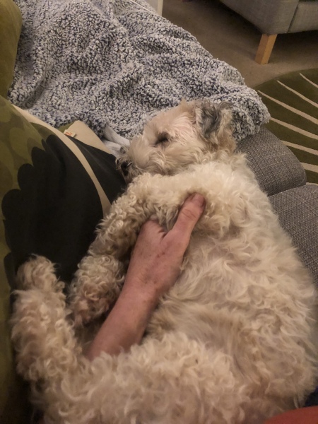 Advice on setting a dog please