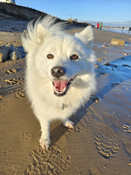 Experiences of Japanese spitzes as a family dog