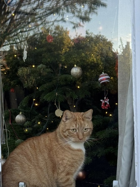 Is there a way to deter my cat from climbing and lying in my Christmas tree?!