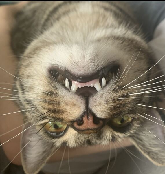My cat is horrible, please place your bets