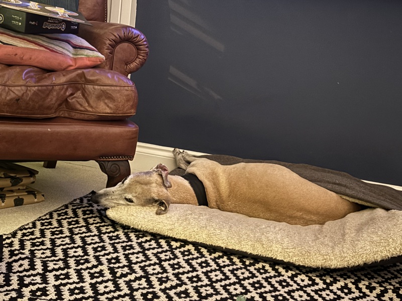 Adopted dogs first Christmas at home - who’s joining?
