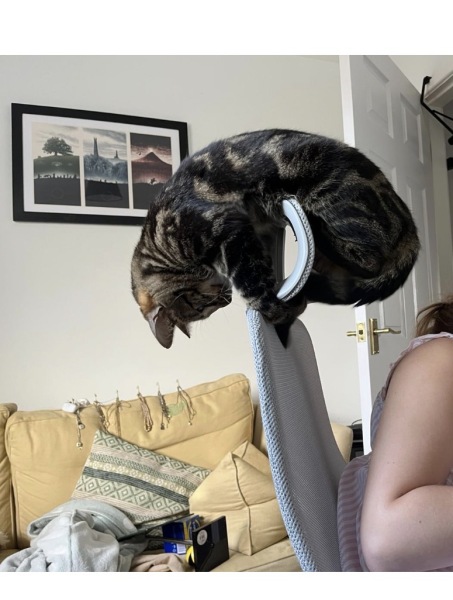 To really like tabby cats