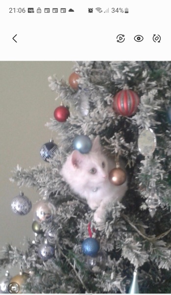 Is there a way to deter my cat from climbing and lying in my Christmas tree?!