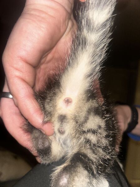 Can anyone gender this kitten for me?