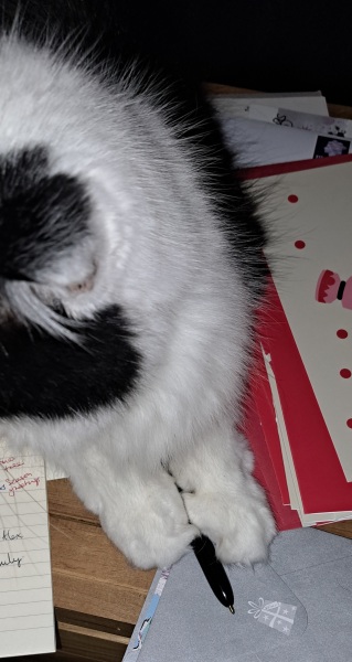 The Bluestocking: it's the season of mulled wine, conversations about pineapple and, of course, gerbils. Confused? You will be...