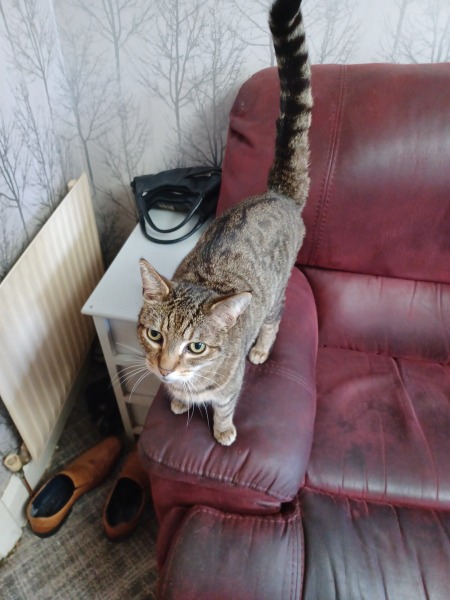 To really like tabby cats