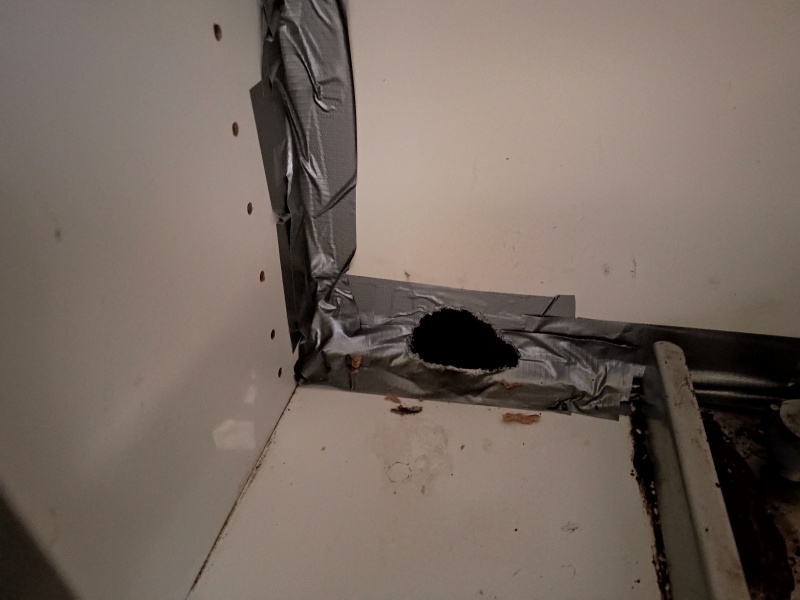Rat or mouse?