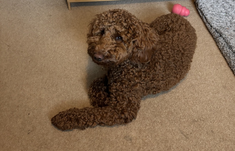 Puppy Survival Thread Autumn 2025 - all welcome!