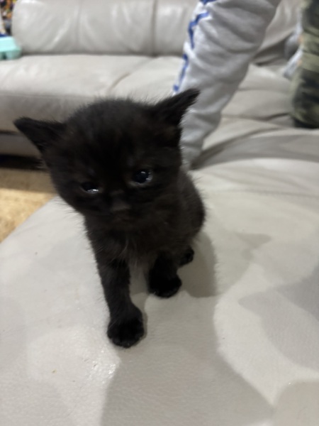 Who wants to wait whilst my kittens are born!