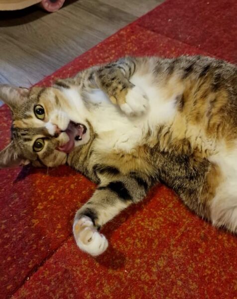 Prison Dramas, Bands and Ouija Boards - the Excellent Cats audition, sing and plot