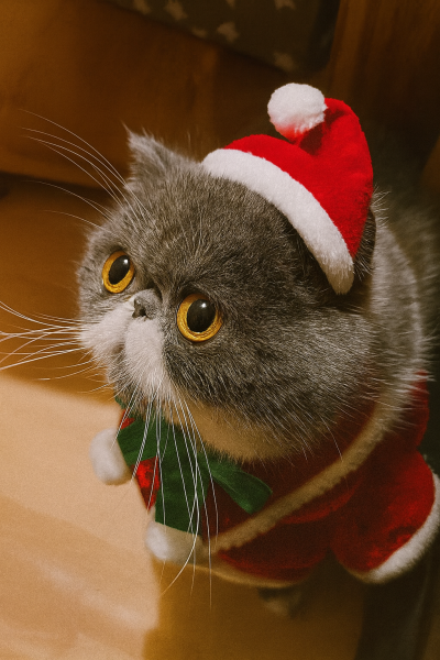 Happy Christmas from Penelope