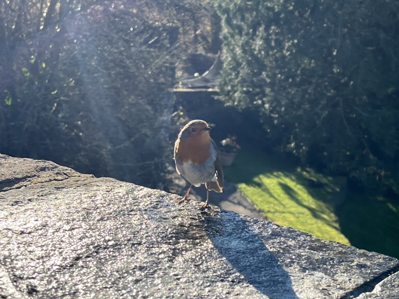 Thread 40 Starmer: Prettig Kerstfeest, Nollaig Shona, Hyvää Joulua, Nadolig Llawen ,圣诞快乐, God Jul, Feliz Navidad, Bouan Noué, Nollaig Chridheil.