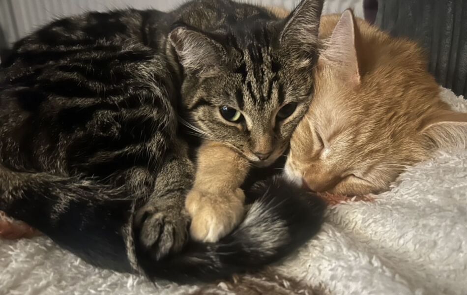 Is it worth putting my two cats in cattery for a night ?