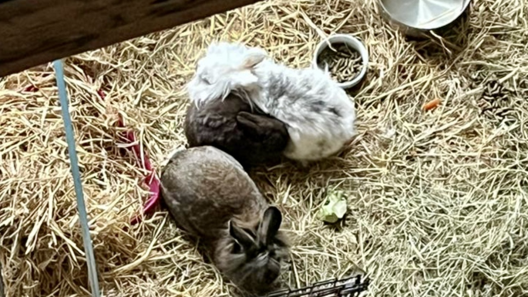 Bonding more than 2 bunnies