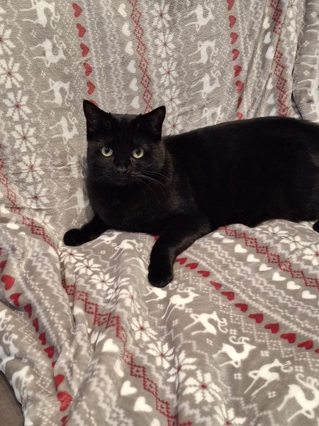 Happy Christmas from Penelope