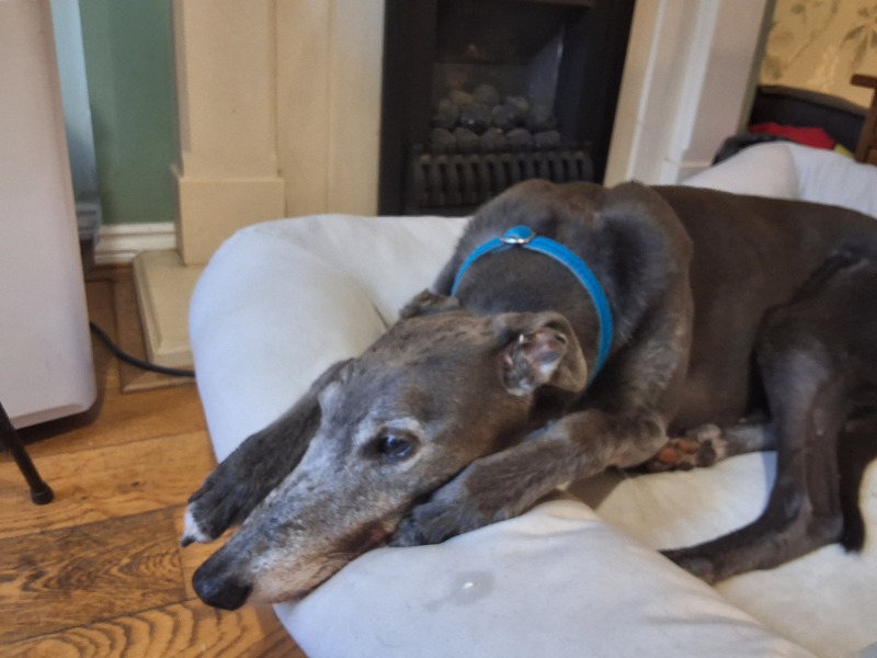 Loving home waiting for rescue dog - Help me decide who they are