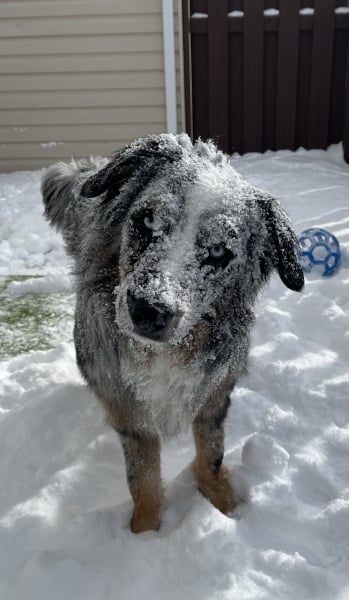 (Not)Cold weather dogs