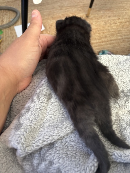 Who wants to wait whilst my kittens are born!