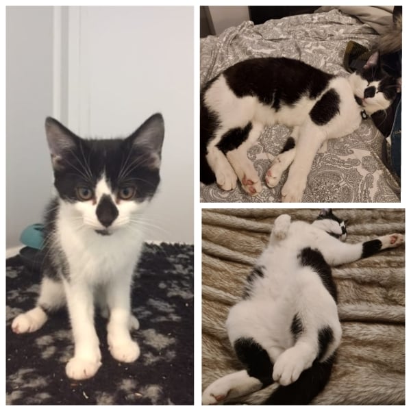 Where to find a new kitten?