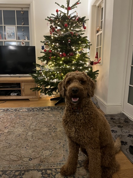 Puppy Survival Thread Autumn 2025 - all welcome!