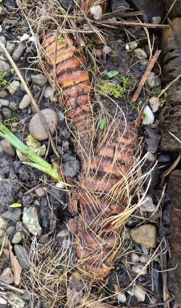 What is this root? Iris?