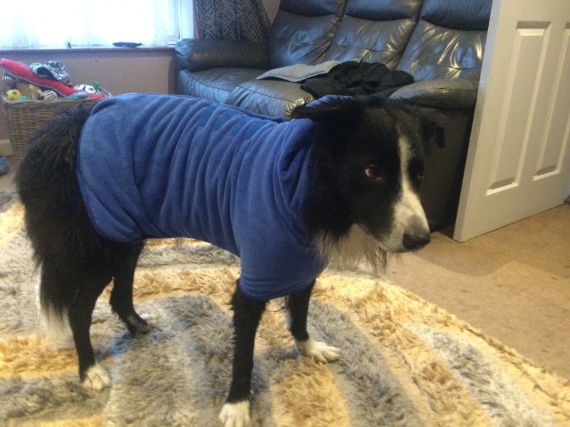 post walk dog drying